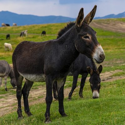 Guard Donkeys