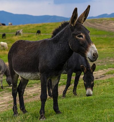 Guard donkey