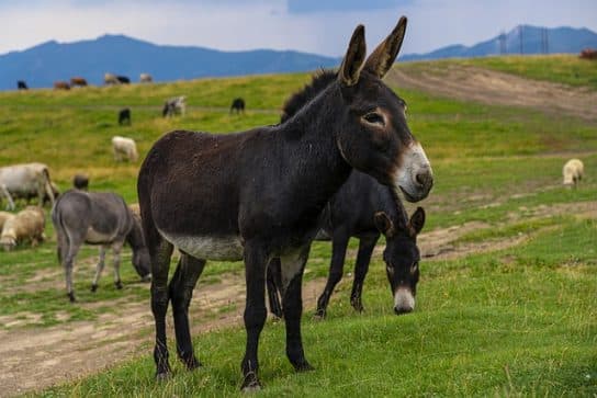 Guard donkey