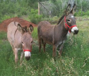 two donkeys in pasture