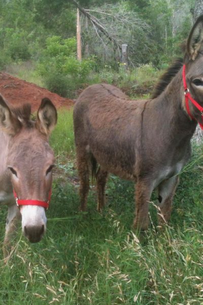 two donkeys in pasture